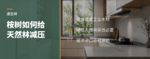 桉树速生林如何减少天然林采伐压力