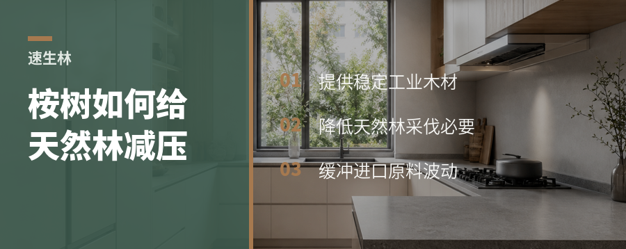 桉树速生林如何减少天然林采伐压力