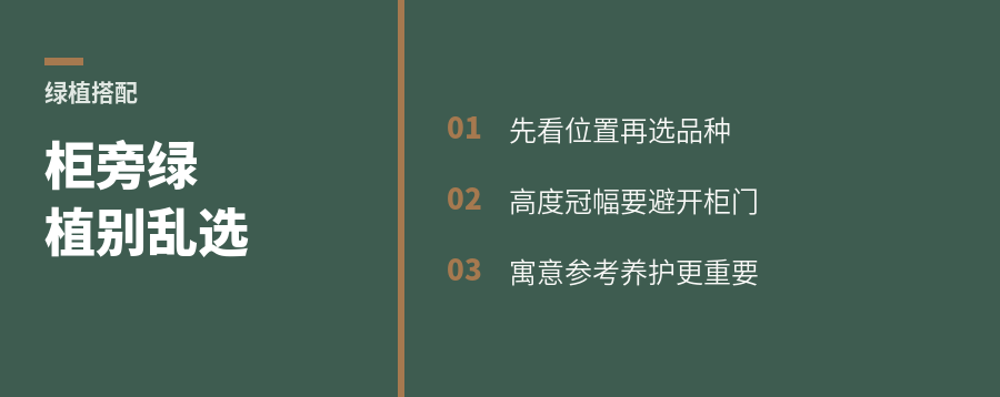 柜子进场后客厅绿植怎么选
